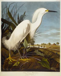 Schneereiger oder Weißer Reiher