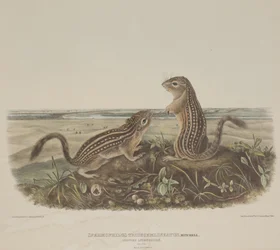 Spermophilus Tridecemlineatus (Zwei Leopardenhörnchen)