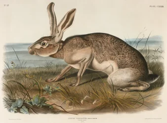 Texanischer Hase (Lepus Texianus), 1848