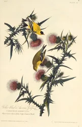Der amerikanische Stieglitz. Aus Die Vögel Amerikas, 1827-1838