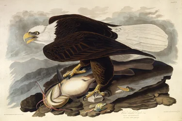 Der Weißkopfseeadler. Aus Die Vögel Amerikas