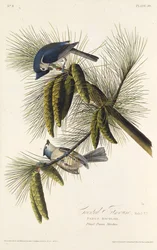 Die Schwarzhaubenmeise. Aus Die Vögel Amerikas, 1827-1838.