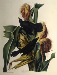Der gemeine Grackel. Aus Die Vögel Amerikas, 1827-1838