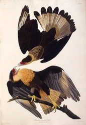 Der nördliche Kammkarakara. Aus Die Vögel Amerikas, 1827-1838