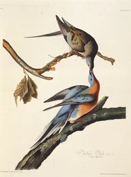 Die Wandertaube. Aus Die Vögel Amerikas, 1827-1838