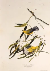 Der Prothonotary-Waldsänger. Aus Die Vögel Amerikas, 1827-1838