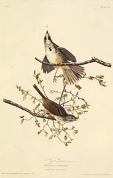 Der Singammer. Aus Die Vögel Amerikas