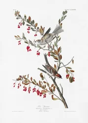 Baumsperling aus Birds of America (1827)