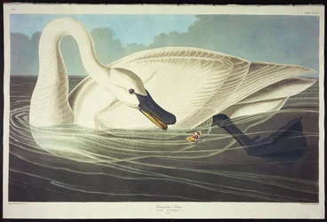Trompeterschwan