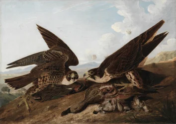 Wanderfalken (Entenbussarde)