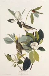 Warbling Flycatcher. Aus Die Vögel Amerikas