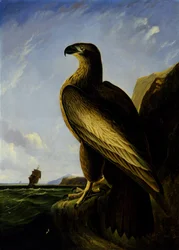 Washington Seeadler