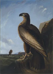 Washington Seeadler