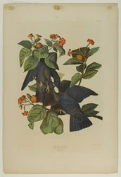 Weißkopf-Taube, gedruckt von Julien Bien und veröffentlicht von Roe Lockwood & Son, 1861
