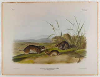 Gelbwangen-Wühlmaus