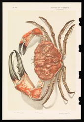 Tasmanischer Riesenkrabbe, Pseudocarcinus gigas