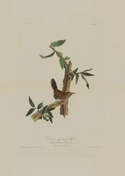 Bewicks Langschwanz-Zaunkönig, aus Birds of America, gestochen von Robert Havell (1793-1878)