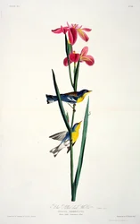 Blau-Gelb-Rücken-Waldsänger, aus Birds of America, graviert von Robert Havell (1793-1878)