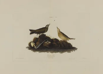 Braunlerche, aus Birds of America, graviert von Robert Havell (1793-1878)