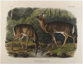 Gewöhnlicher oder Virginia-Hirsch, graviert von John T. Bowen (1801-ca. 1856) 1848