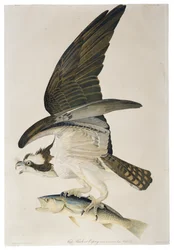 Fischadler oder Osprey, Lithographie von Julius Bien, 1860
