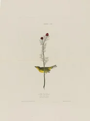 Selbys Fliegenschnäpper, aus Birds of America, graviert von Robert Havell (1793-1878)
