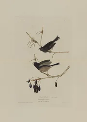 Schneevogel, aus Birds of America, graviert von Robert Havell (1793-1878)
