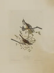 Singammer, aus Birds of America, graviert von Robert Havell (1793-1878)