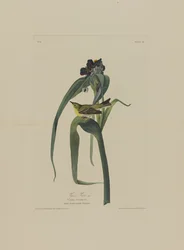 Vigers Vireo, aus Birds of America, graviert von Robert Havell (1793-1878)