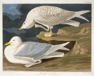 Weißflügelige Silbermöwe, graviert von Robert Havell, Jr., 1835
