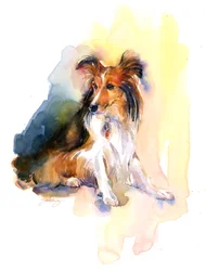 Sheltie Porträt