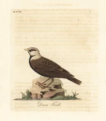 Aschgekrönte Spatzenlerche, Ereopterix griseus (Duree-Fink, Emberiza gingica). Handkolorierte Kupferstichzeichnung und -gravur von John Latham aus seiner eigenen A General History of Birds, Winchester