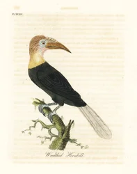 Papua-Hornvogel, Rhyticeros plicatus. Handkolorierte Kupferstichzeichnung und -gravur von John Latham aus seinem eigenen A General History of Birds, Winchester