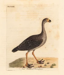 Kap-Barren-Gans, Cereopsis novae hollandiae. Handkolorierte Kupferstichzeichnung und -gravur von John Latham aus seinem eigenen A General History of Birds, Winchester