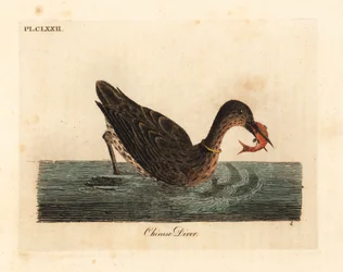 Kormoran zum Fischen in Asien, vielleicht ein großer Kormoran, Phalacrocorax carbo, oder japanischer Kormoran, Phalacrocorax capillatus. (Chinesischer Taucher, Colymbus sinensis)