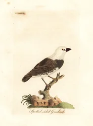 Diamantamadine, Stagonopleura guttata (Gefleckter Kernbeißer, Fringilla leucocephala). Handkolorierte Kupferstichtafel, gezeichnet und gestochen von John Latham für seine eigene A General History of Birds, Winchester