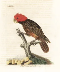 Helmkakadu, Callocephalon fimbriatum (Rotkronenpapagei, Psittacus galeatus). Handkolorierte Kupferplatte, gezeichnet und gestochen von John Latham für sein eigenes Werk A General History of Birds, Winchester