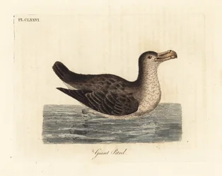 Riesensturmvogel, Macronectes giganteus (als Precellaria gigantea, Fehler für Procellaria gigantea). Handkolorierte Kupferplatte gezeichnet und graviert von John Latham aus seiner eigenen 