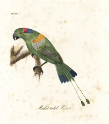 Goldmantel-Rackenschwanz, Prioniturus platurus. Handkolorierte Kupferstichzeichnung und -gravur von John Latham aus seinem eigenen A General History of Birds, Winchester