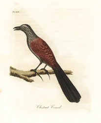 Großer Coucal oder Krähenfasan, Centropus sinensis. Handkolorierte Kupferplatte gezeichnet und graviert von John Latham aus seiner eigenen 