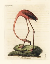 Großer Flamingo, Phoenicopterus roseus, oder Amerikanischer Flamingo, Phoenicopterus ruber (Roter Flamingo, Phaenicopterus ruber). Handkolorierte Kupferplatte gezeichnet und graviert von John Latham aus seiner eigenen A General History of Birds, Winchester