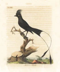 Paradiesdrongo, Dicrurus paradiseus (Malabarwürger, Lanius malabaricus). Handkolorierte Kupferplatte, gezeichnet und gestochen von John Latham für sein eigenes Werk A General History of Birds, Winchester
