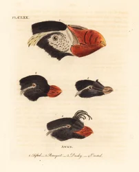 Köpfe des Schopf-Puffins, Fratercula cirrhata 1, Papageitaucher, Aethia psittacula 2, und Schopfalk, Aethia cristatella 3,4. (Schopfalk, Alca cirrhata 1, Papageitaucher, Alca psittacula 2, Dunkler Alk, Alca tetracula 3, und Schopfalk, Alca cristatella)