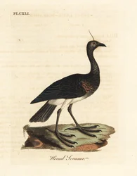 Hornschreier, Anhima cornuta (Palamedea cornuta). Handkolorierte Kupferplatte gezeichnet und graviert von John Latham aus seiner eigenen 
