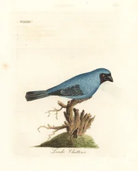 Lindo Schwätzer. Vielleicht der Schwalbentangare, Tersina viridis, aber mit blauem, nicht weißem Unterkörper. Handkolorierte Kupferstichzeichnung und -gravur von John Latham aus seiner eigenen A General History of Birds, Winchester