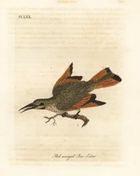 Kleiner Bienenfresser, Merops pusillus (Rotflügel-Bienenfresser, Merops erythropterus). Afrika. Handkolorierte Kupferplatte gezeichnet und graviert von John Latham aus seiner eigenen A General History of Birds, Winchester
