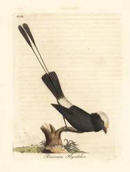 Langschwanztyrann, Colonia colonus (Peruanischer Fliegenschnäpper, Le Colon). Handkolorierte Kupferstichtafel, gezeichnet und gestochen von John Latham für seine eigene A General History of Birds, Winchester