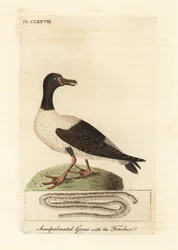 Magpie Gans, Anseranas semipalmata, und anatomisches Detail ihrer Luftröhre. (Semipalmierte Ente, Anas semipalmatus.) Handkolorierter Kupferstich gezeichnet und graviert von John Latham aus seiner eigenen 
