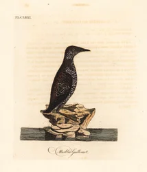 Marmoralk, Brachyramphus marmoratus. Gefährdet. (Marmoralk, Uria marmorata.) Handkolorierte Kupferplatte gezeichnet und graviert von John Latham aus seiner eigenen A General History of Birds, Winchester