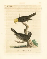 Or, Psittirostra psittacea, Männchen (oben) und Weibchen. Kritisch gefährdet, möglicherweise ausgestorben. (Papageienschnabel-Grosbeak, Loxia psittacea). Handkolorierte Kupferplatte gezeichnet und graviert von John Latham aus seiner eigenen A General Histo